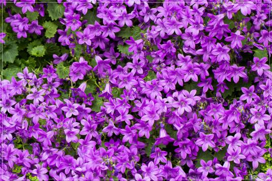 Колокольчик Портеншлага (Campanula portenschlagiana)