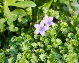 Колокольчик Портеншлага (Campanula portenschlagiana)