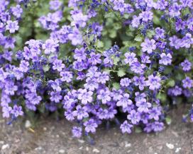 Колокольчик Портеншлага (Campanula portenschlagiana)