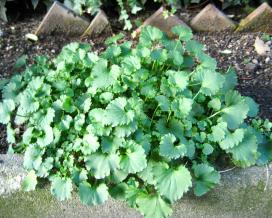 Колокольчик Пожарского (Campanula poscharskyana)