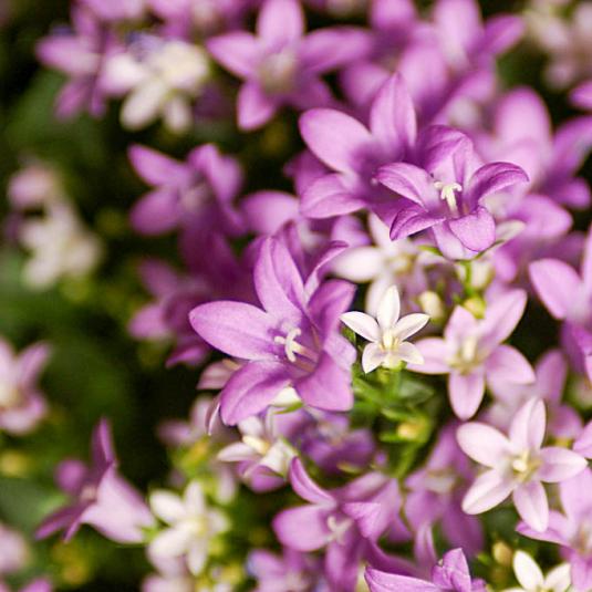 Колокольчик Пожарского (Campanula poscharskyana)