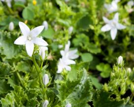 Колокольчик Пожарского Альба (Campanula poscharskyana Alba)