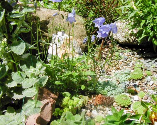 Колокольчик круглолистный (Campanula rotundifolia)