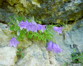 Колокольчик круглолистный (Campanula rotundifolia)