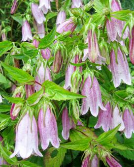 Колокольчик Такесима (campanula takesimana)