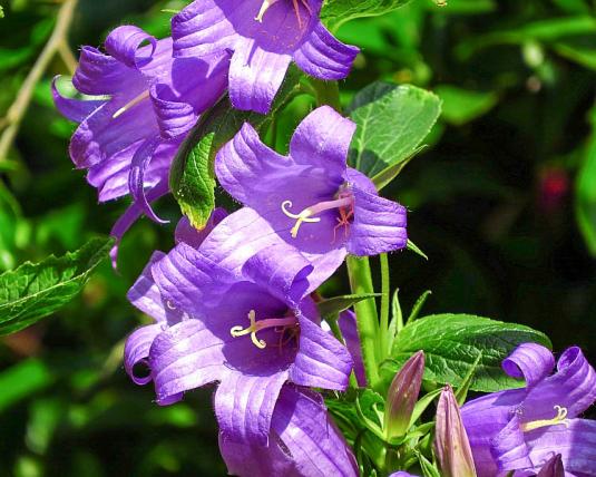 Колокольчик крапиволистный (campanula trachelium)