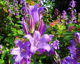 Колокольчик крапиволистный (campanula trachelium)