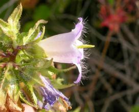 Колокольчик крапиволистный (campanula trachelium)