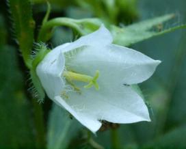 Колокольчик крапиволистный (campanula trachelium)