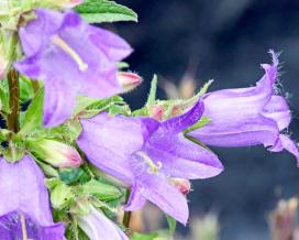 Колокольчик крапиволистный (campanula trachelium)