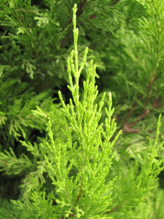 Кипарис крупноплодный (cupressus macrocarpa)