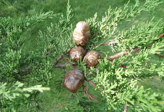 Кипарис крупноплодный (cupressus macrocarpa)