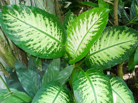 Диффенбахия Тропик Сноу (dieffenbachia Tropic Snow)