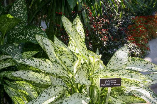 Диффенбахия Трапикал Раин (dieffenbachia Tropical Rain)