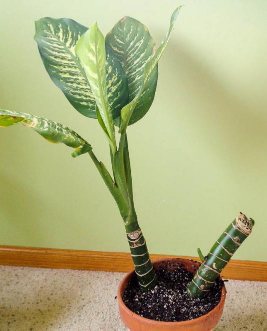 Диффенбахия Боумана (dieffenbachia bowmannii), омоложение куста 