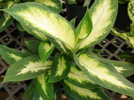 Диффенбахия пятнистая Камилла (dieffenbachia maculata Camille)