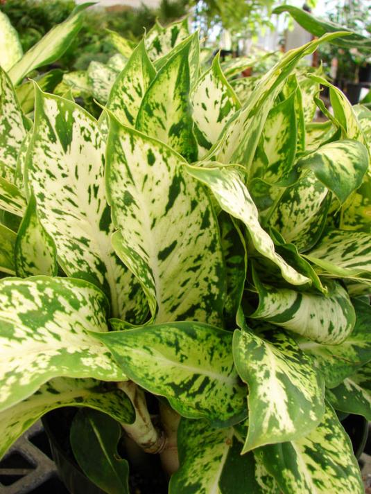 Диффенбахия макулата Спарклс (dieffenbachia maculata Sparkles)