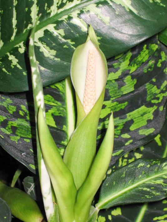 Диффенбахия раскрашенная (dieffenbachia picta)