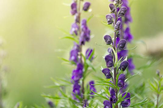 Аконит клубочковый (aconitum napellus)