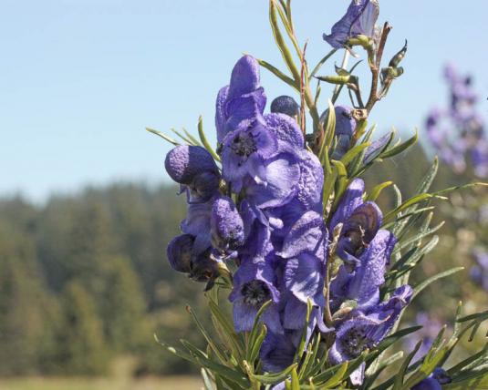 Аконит клубочковый (aconitum napellus)