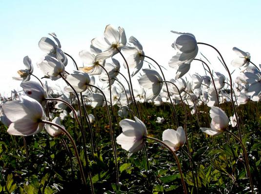 Анемона лесная (anemone sylvestris)