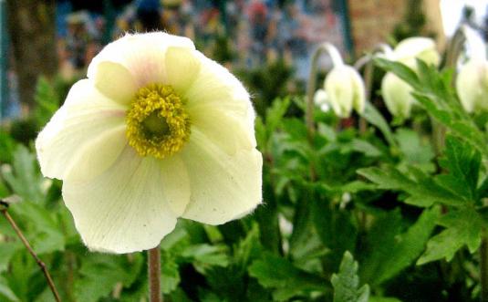 Анемона лесная (anemone sylvestris)