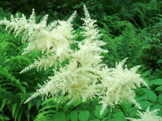 Волжанка двудомная (aruncus dioicus)