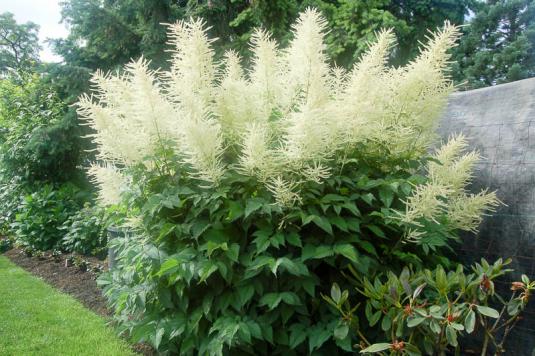 Волжанка двудомная (aruncus dioicus)