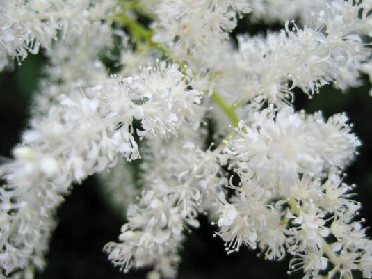 Астильба японская Вашингтон (astilbe japonica Washington)