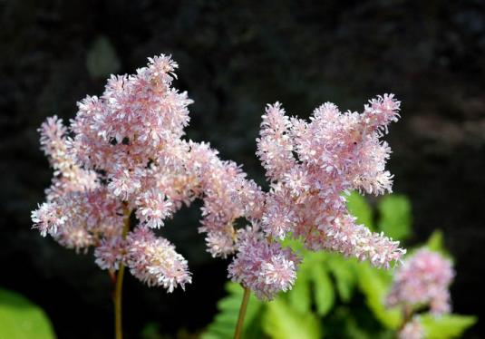 Астильба японская (astilbe japonica)