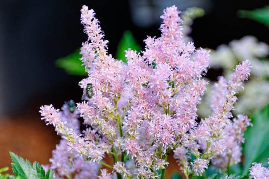 Астильба японская (astilbe japonica)