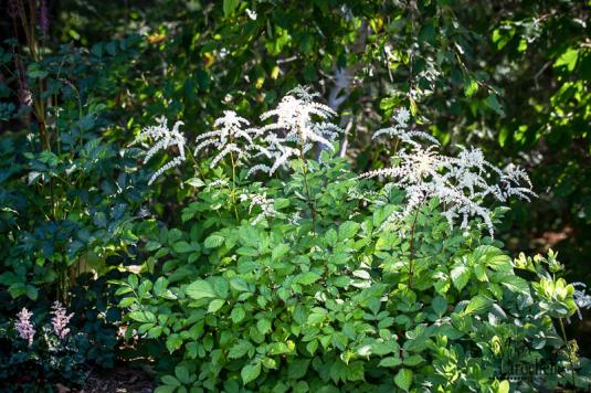 Астильба Тунберга (astilbe thunbergii)