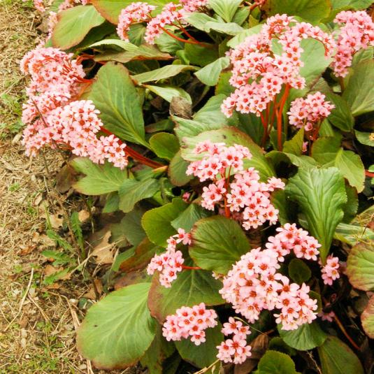 Бадан тонколистный (bergenia crassifolia)