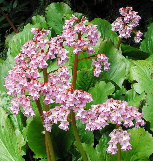 Бадан тонколистный (bergenia crassifolia)