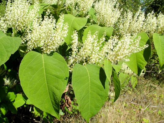 Горец сахалинский (fallopia sachalinense)