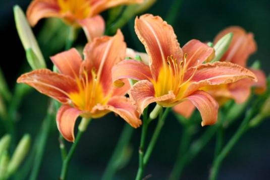 Лилейник оранжевый (Hemerocallis fulva)