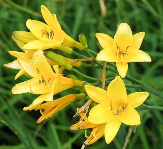 Лилейник желтый (hemerocallis lilioasphodelus)