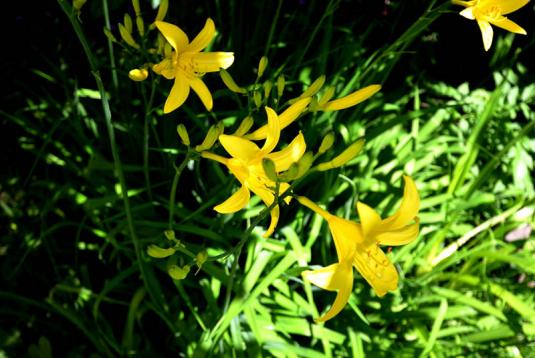 Лилейник желтый (hemerocallis lilioasphodelus)