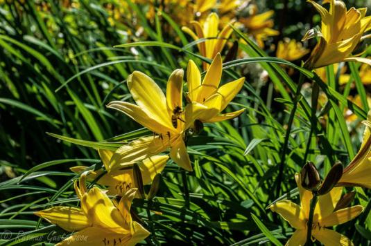 Лилейник желтый (hemerocallis lilioasphodelus)