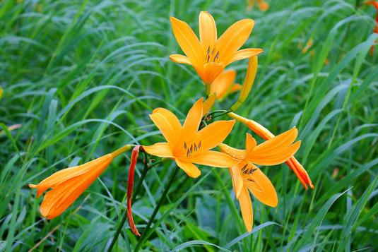 Лилейник Миддендорфа (hemerocallis middendorffii)