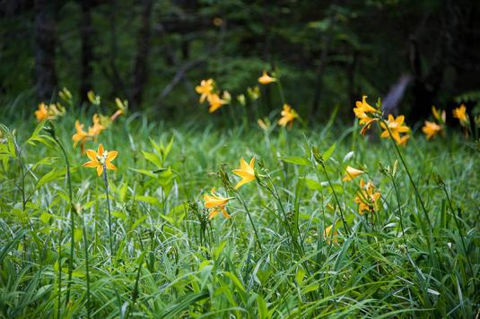 Лилейник Миддендорфа (hemerocallis middendorffii)