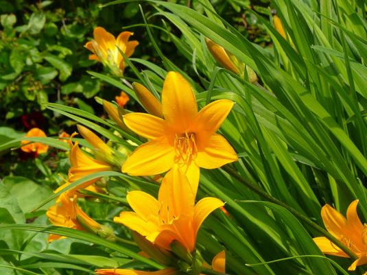 Лилейник Миддендорфа (hemerocallis middendorffii)