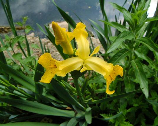 Ирис болотный, или желтый (iris pseudoacorus)