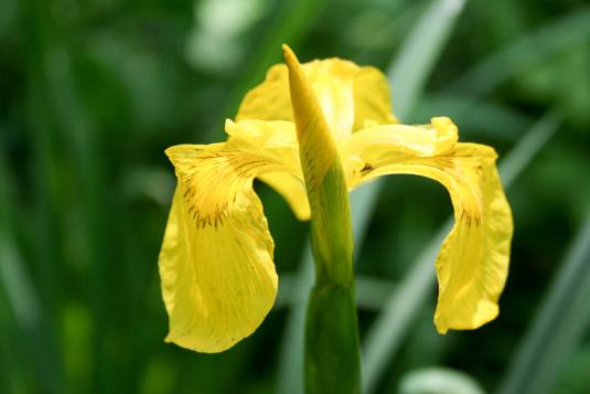 Ирис болотный, или желтый (iris pseudoacorus)