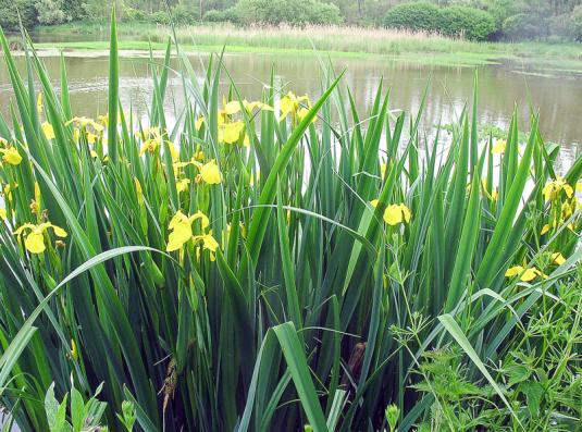 Ирис болотный, или желтый (iris pseudoacorus)