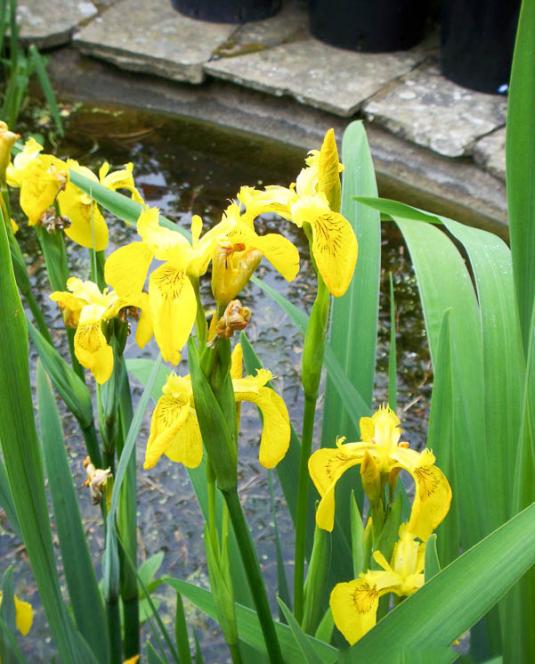 Ирис болотный, или желтый (iris pseudoacorus)