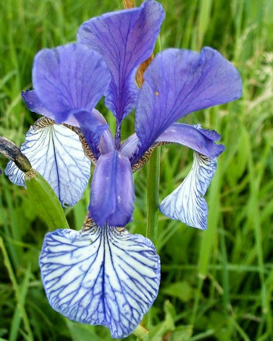 Ирис сибирский (Iris sibirica)