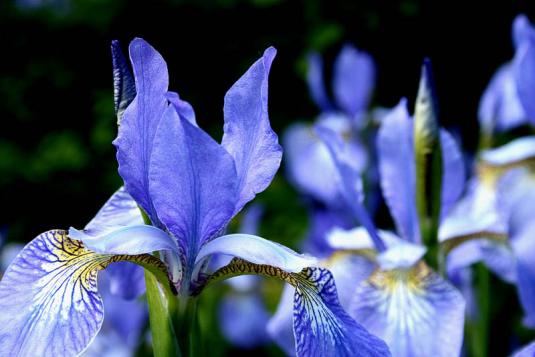 Ирис сибирский (Iris sibirica)