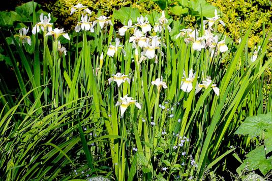 Ирис сибирский Вайт Свирл (iris sibirica white swirl)