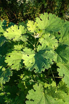 Маклейя сердцелистная (macleaya cordata)